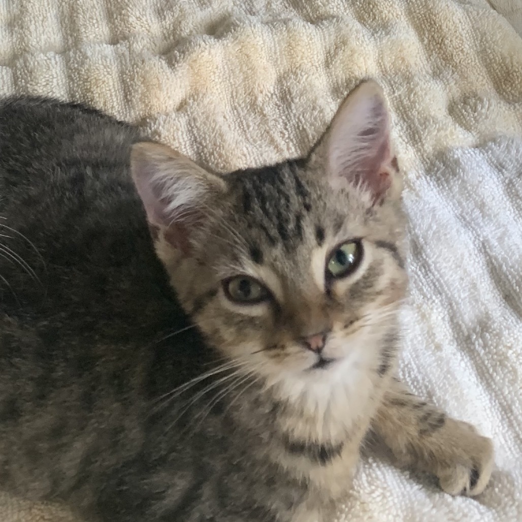 Pax, an adoptable Domestic Short Hair in Starkville, MS, 39760 | Photo Image 1