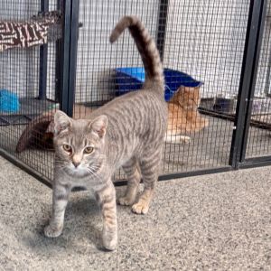 Angus, Adult Male Domestic Short Hair