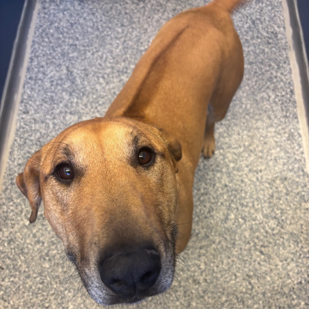 Hawk, an adoptable Mixed Breed in Great Falls, MT, 59404 | Photo Image 1