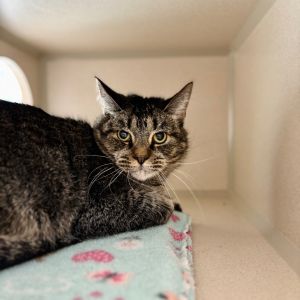 Sam, Senior Female Domestic Short Hair