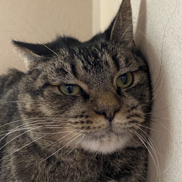 Pet Image