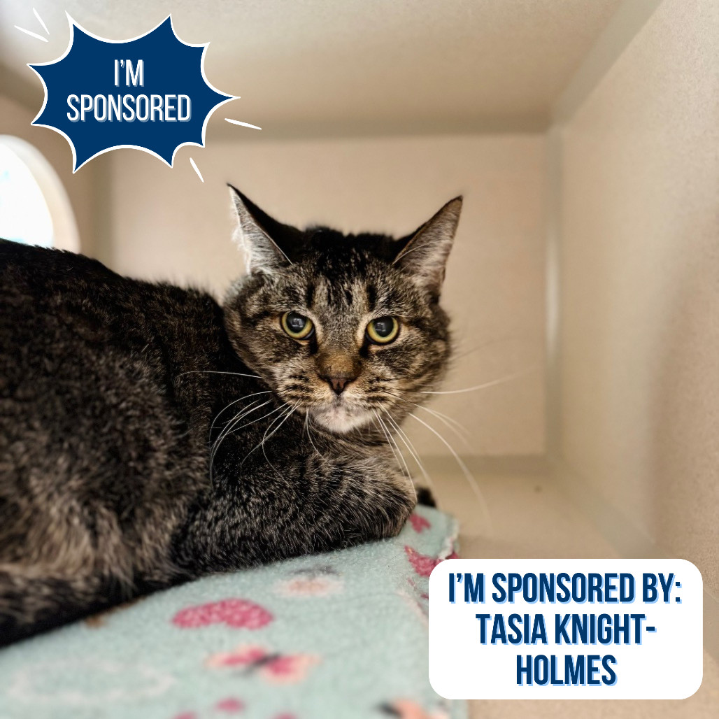 Sam, an adoptable Domestic Short Hair in Great Falls, MT, 59404 | Photo Image 1