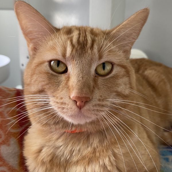 Pet Image