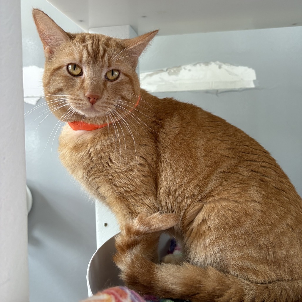 Orange, an adoptable Domestic Medium Hair in Great Falls, MT, 59404 | Photo Image 2