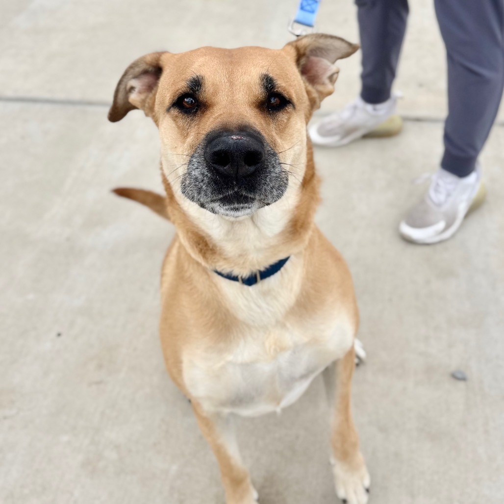 Mazy, an adoptable Mixed Breed in Great Falls, MT, 59404 | Photo Image 1