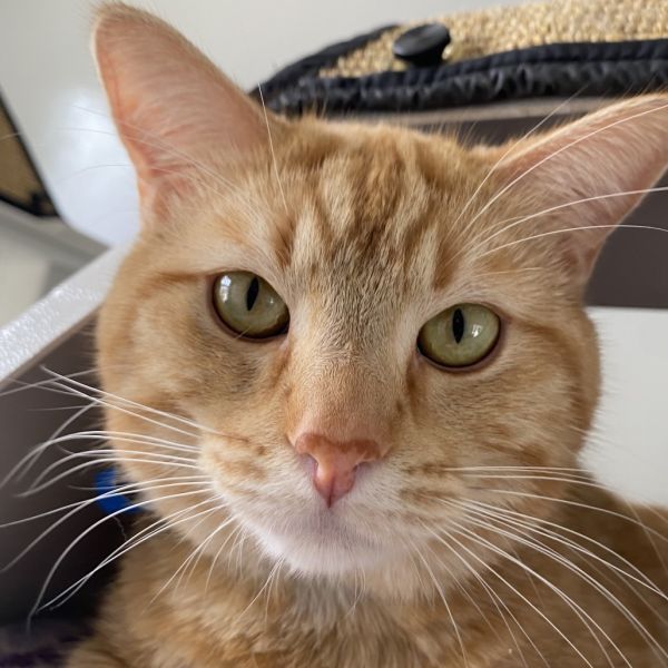 Pet Image