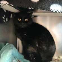 Simba, Adult Male Domestic Short Hair