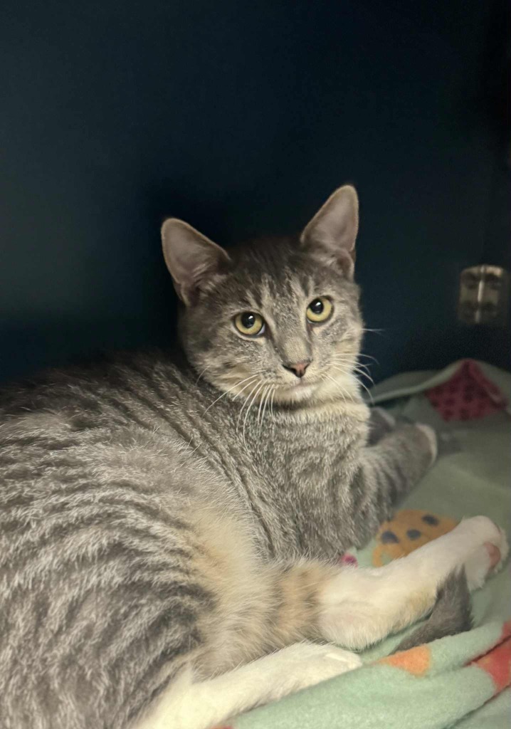 Jackson, an adoptable Domestic Short Hair in Grand Forks, ND, 58203 | Photo Image 1