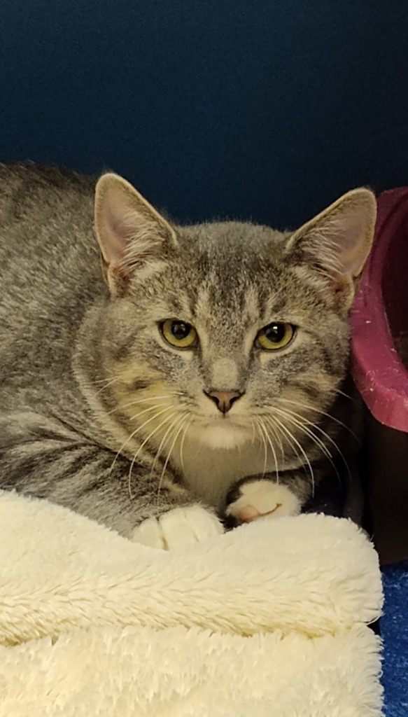 Jackson, an adoptable Domestic Short Hair in Grand Forks, ND, 58203 | Photo Image 2