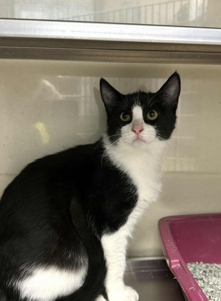 Rico - In Foster, an adoptable Domestic Short Hair in Grand Forks, ND, 58203 | Photo Image 1