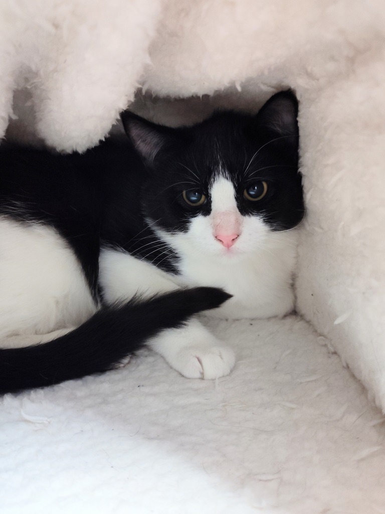 Rico, an adoptable Domestic Short Hair in Grand Forks, ND, 58203 | Photo Image 2