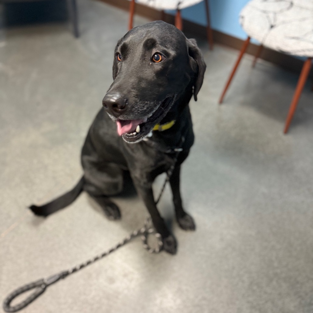 Axel, an adoptable Black Labrador Retriever in Idaho Falls, ID, 83402 | Photo Image 1