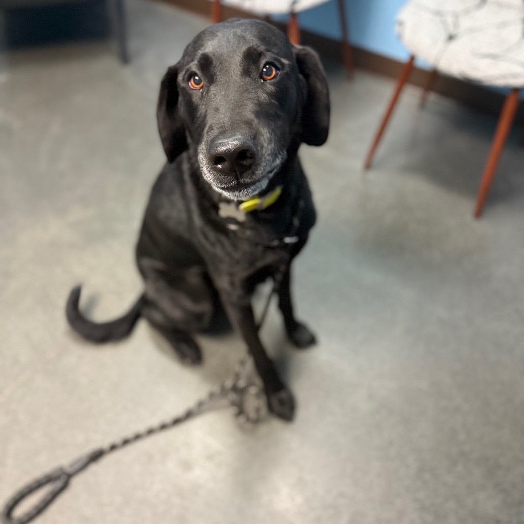 Axel, an adoptable Black Labrador Retriever in Idaho Falls, ID, 83402 | Photo Image 2