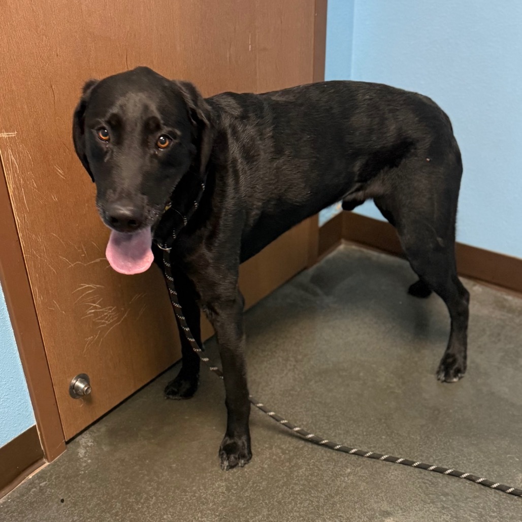 Axel, an adoptable Black Labrador Retriever in Idaho Falls, ID, 83402 | Photo Image 4