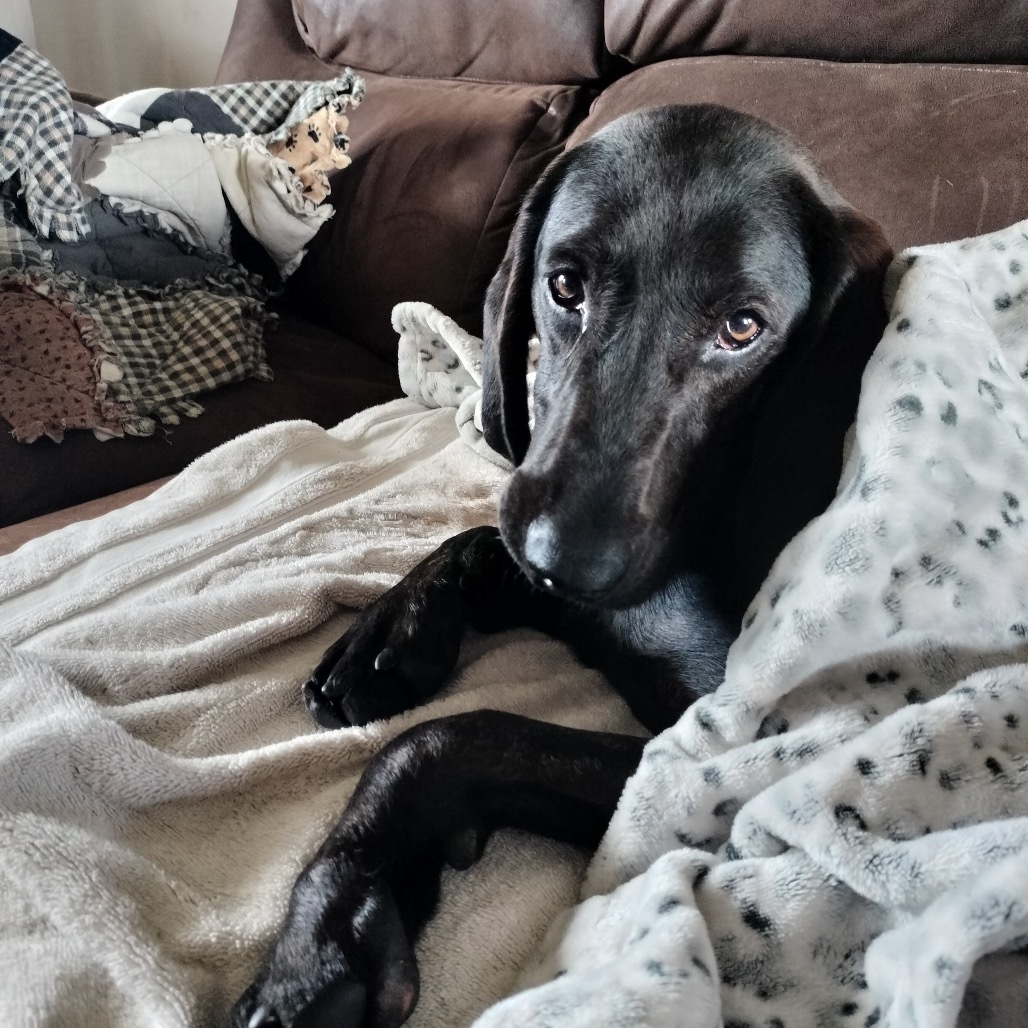 Axel, an adoptable Black Labrador Retriever in Idaho Falls, ID, 83402 | Photo Image 5