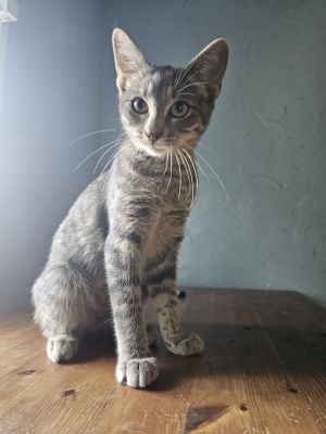 Clementine Jr., Baby Female Domestic Short Hair