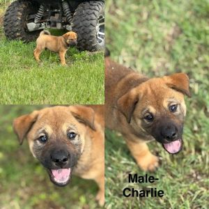 Charlie, Baby Male Labrador Retriever