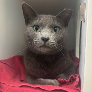 Tommy, Adult Male Domestic Short Hair