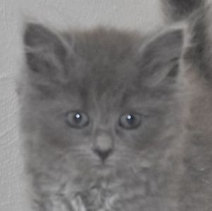 Fuchsia, Baby Female Domestic Long Hair
