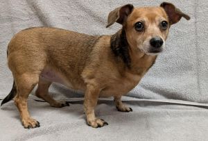 Beanie, Adult Female Dachshund