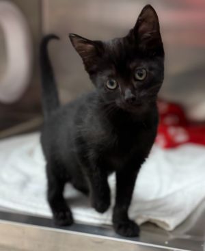 Aladdin, Baby Male Domestic Short Hair