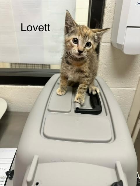 Lovett