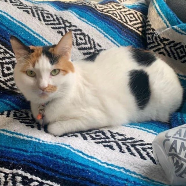 Sophie, an adoptable Domestic Short Hair in Meridian, ID, 83680 | Photo Image 1