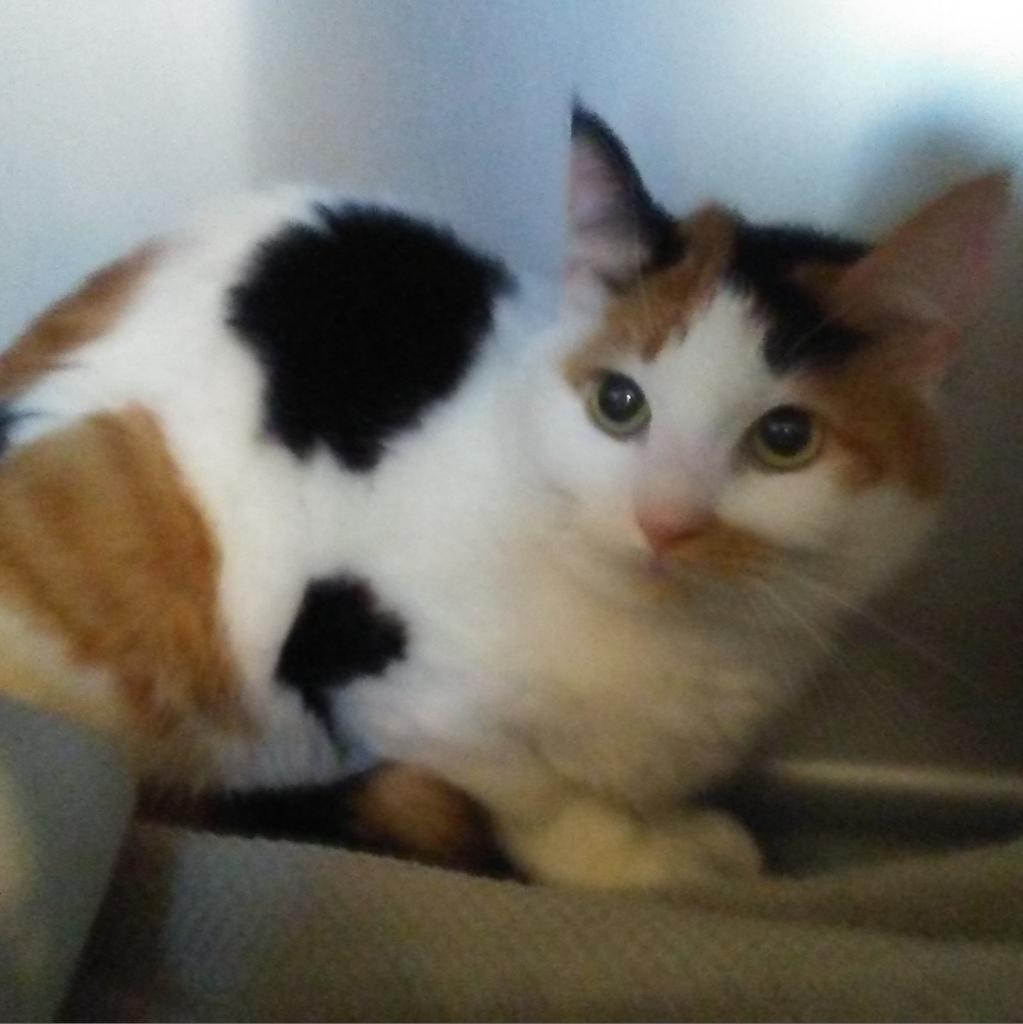 Sophie, an adoptable Domestic Short Hair in Meridian, ID, 83680 | Photo Image 2