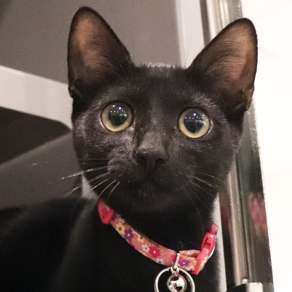 Licorice