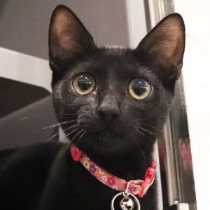 Licorice, Baby Female Domestic Short Hair