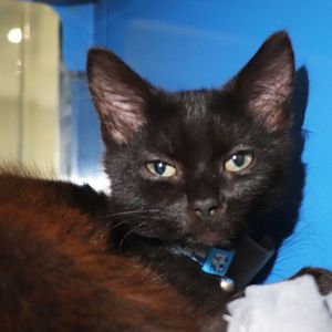 Lindt, Baby Male Domestic Short Hair