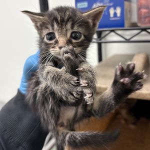 Peanut, Baby Female Domestic Short Hair