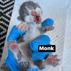 Monk, Baby Female Domestic Short Hair