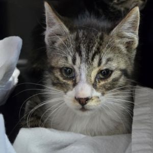 Fiesta, Baby Male Domestic Short Hair
