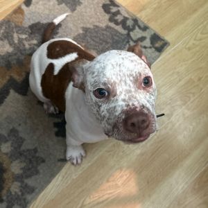 Bo, Young Male English Bulldog