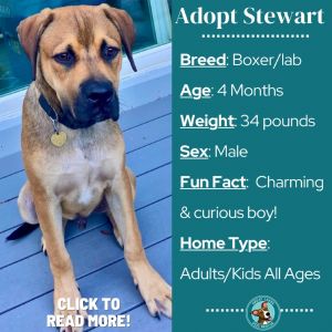 Stewart, Baby Male Boxer