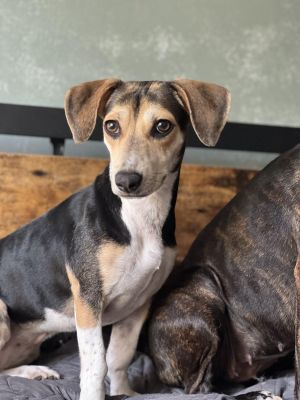 Jenny Slate Beagle Dog