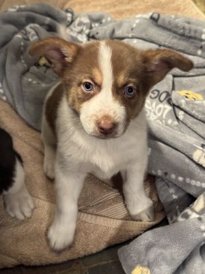 Carol Danvers Australian Shepherd Dog
