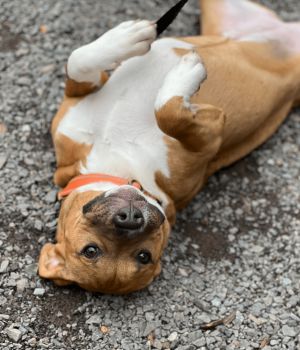 Elle Woods Pit Bull Terrier Dog