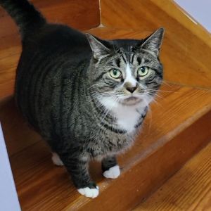 Lucy, Senior Female Domestic Short Hair