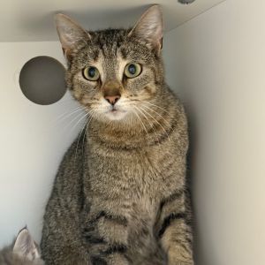Coraline, Adult Female Domestic Short Hair