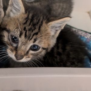 Moe, Baby Male Domestic Short Hair