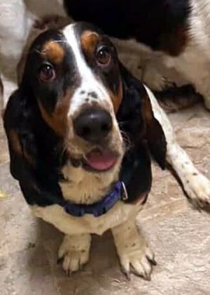 BEAUREGARD, Young Male Basset Hound