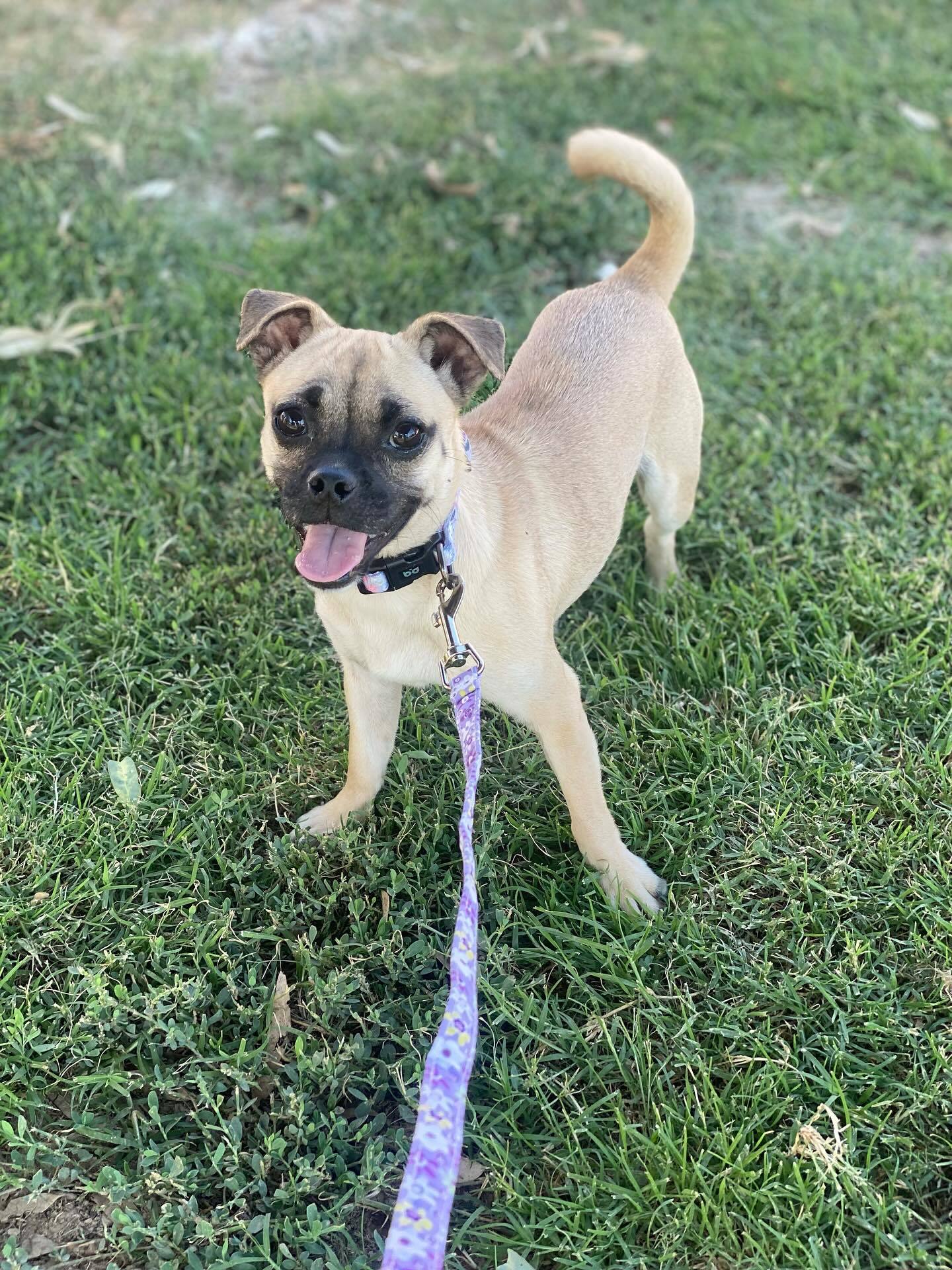 Daisy