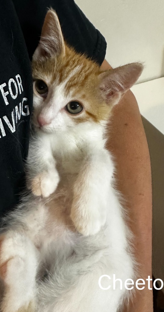 Cheeto