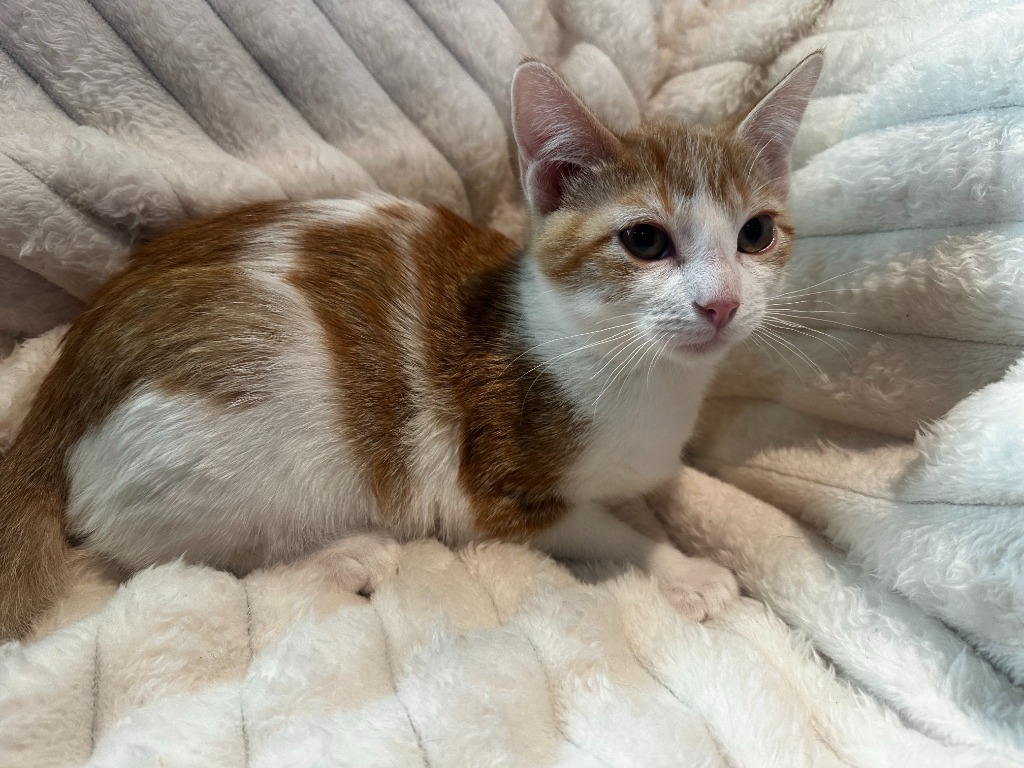 Cheeto