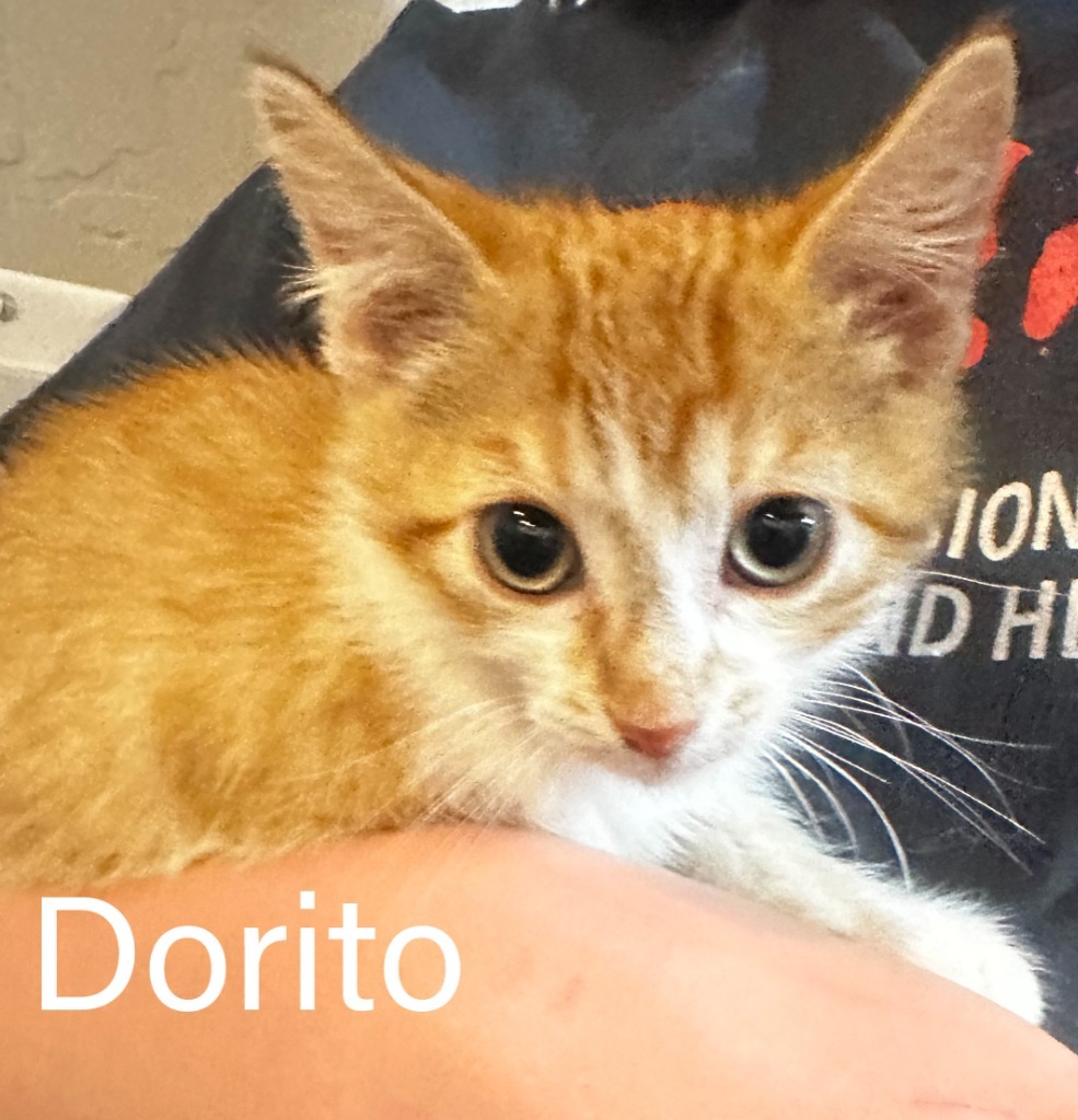 Dorito