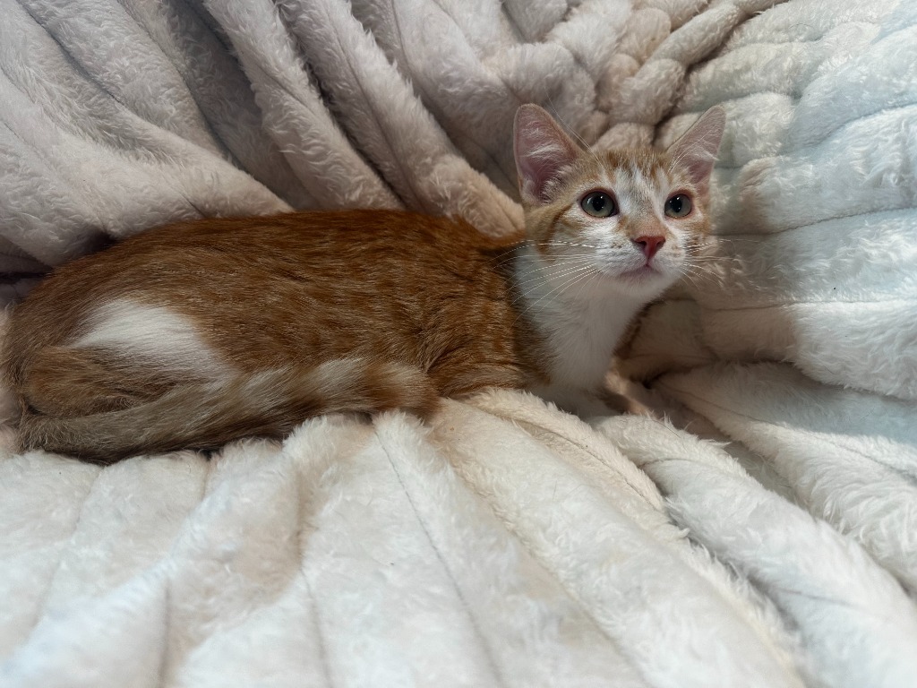 Dorito