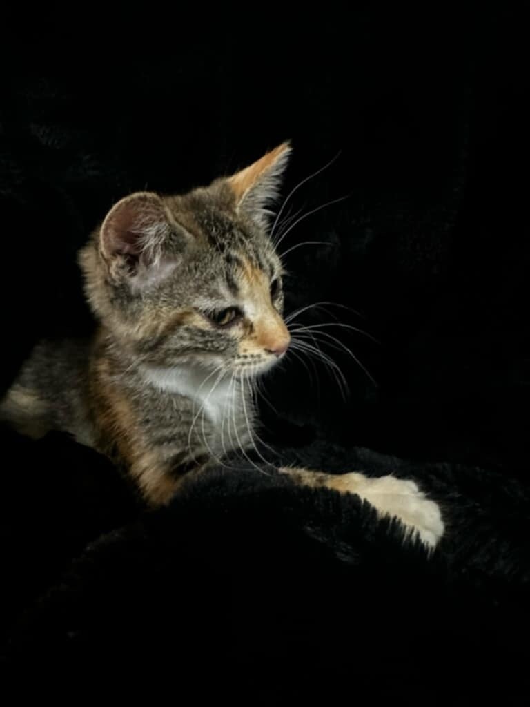 Skye