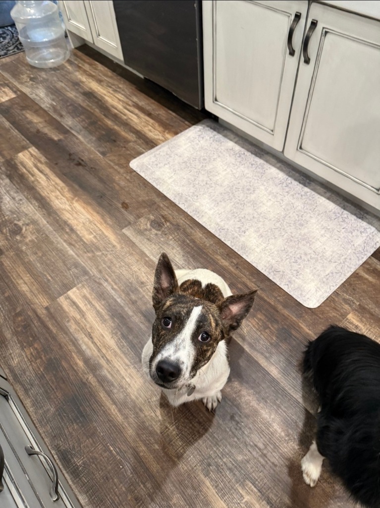 Penelope